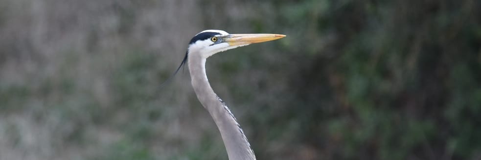 H M B banner