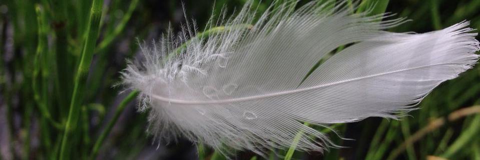 Maria Alejandra Gonzalez-Perez banner