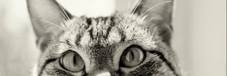 em_a_mist's profile banner image