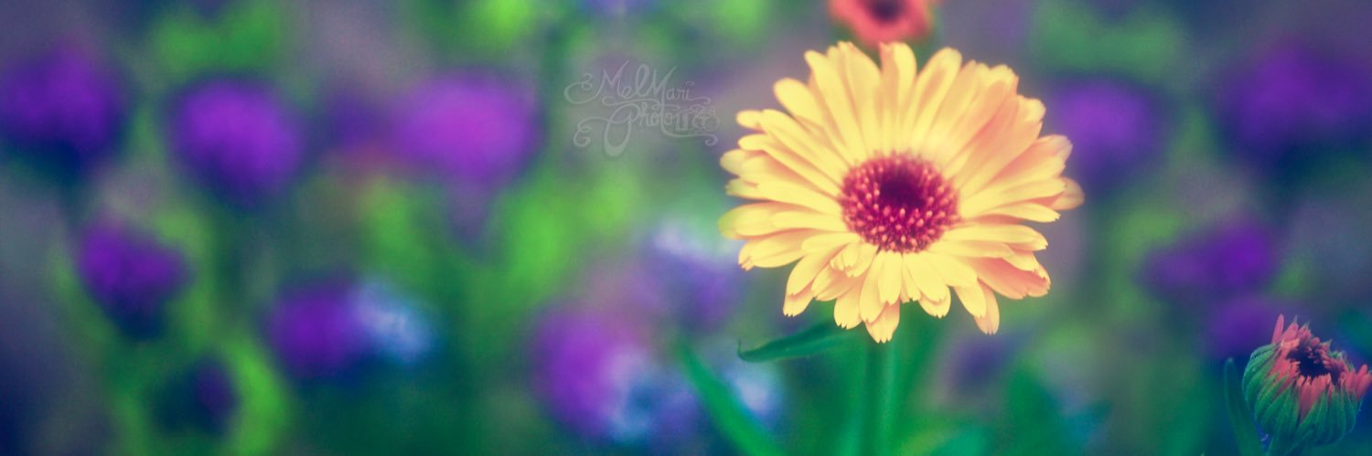 MelMariPhoto's profile banner image