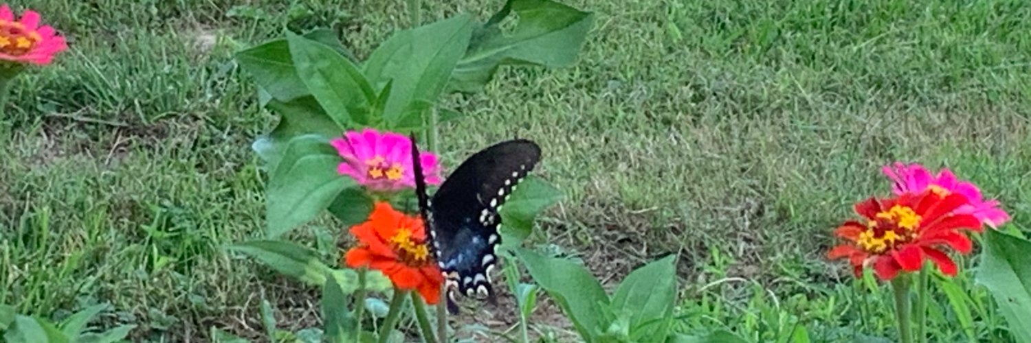 Junebugtales's profile banner image