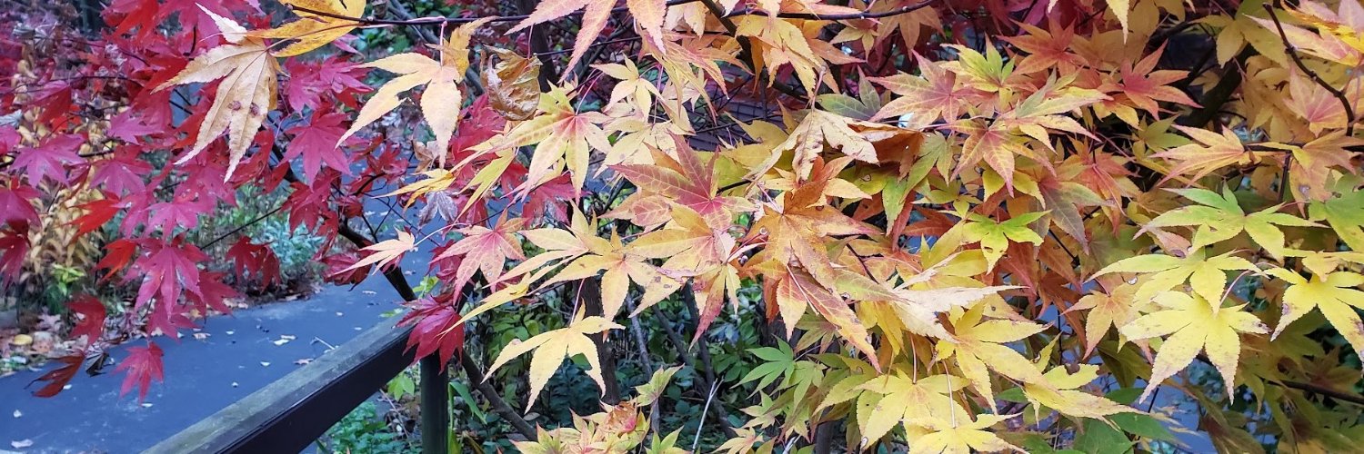 OghamRowan's profile banner image