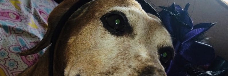 mimigonc's profile banner image