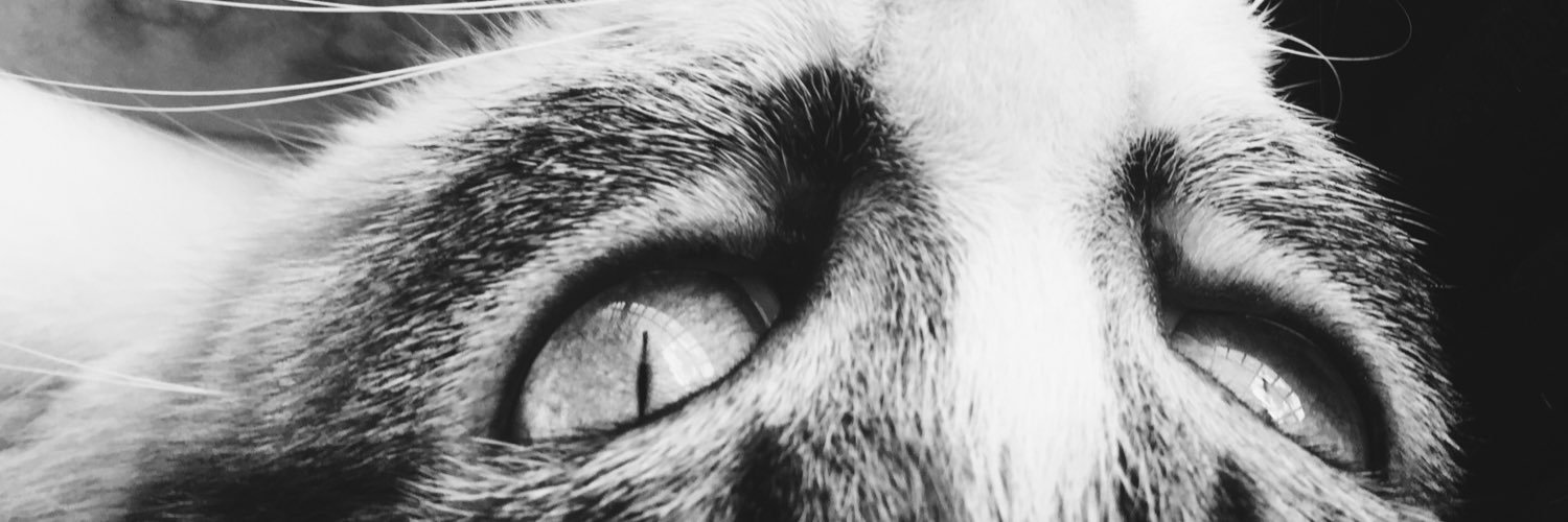 papillon_lune's profile banner image