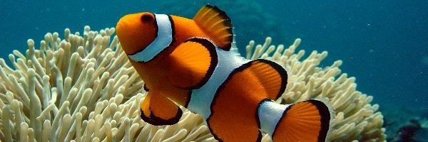 MeMissPika's profile banner image