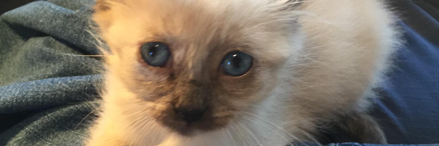 gchambers3's profile banner image