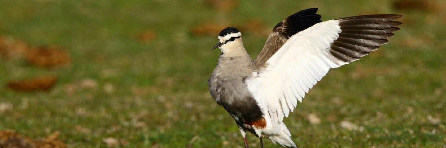 CR-SEO/BirdLife banner