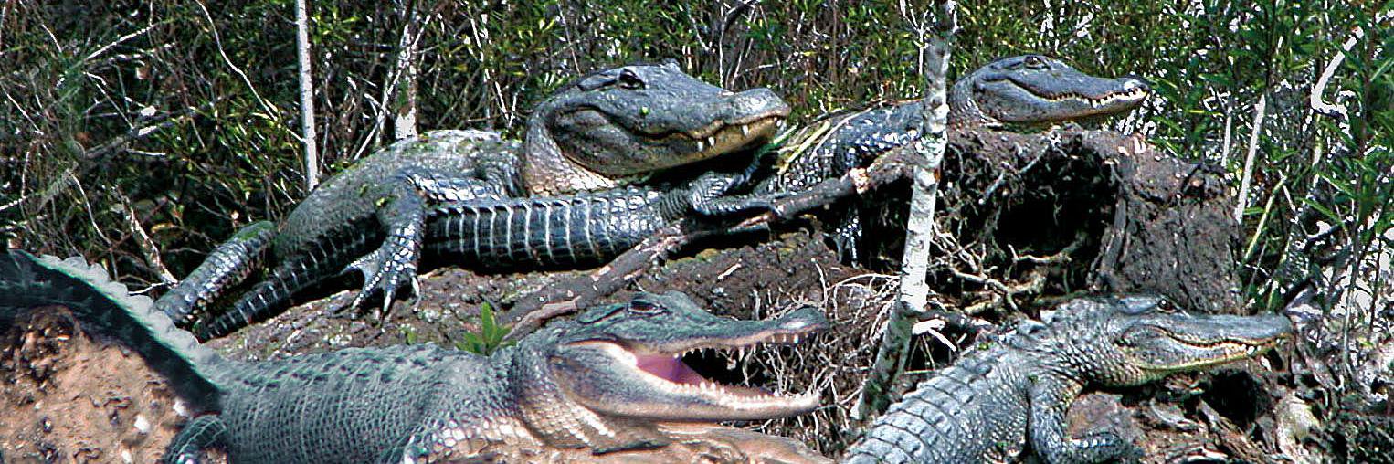 JeanLafitteSwampTour banner