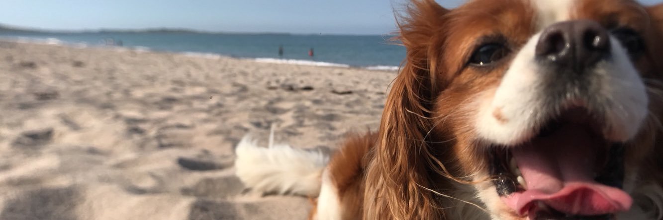 CaitNiNeill's profile banner image