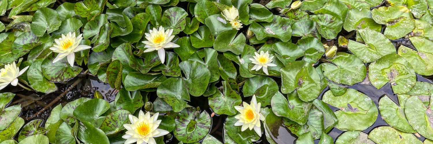 Clara Segura D. banner