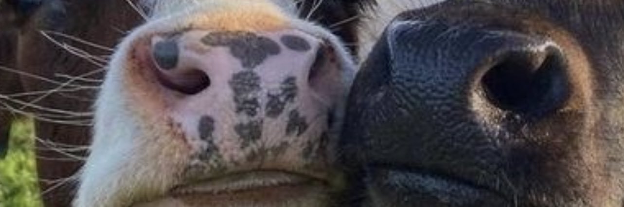 sydney_letalien's profile banner image