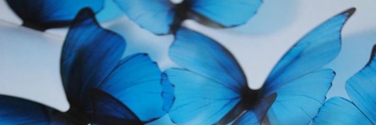 biancatorsx's profile banner image
