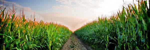 IndieProSeed Profile Banner