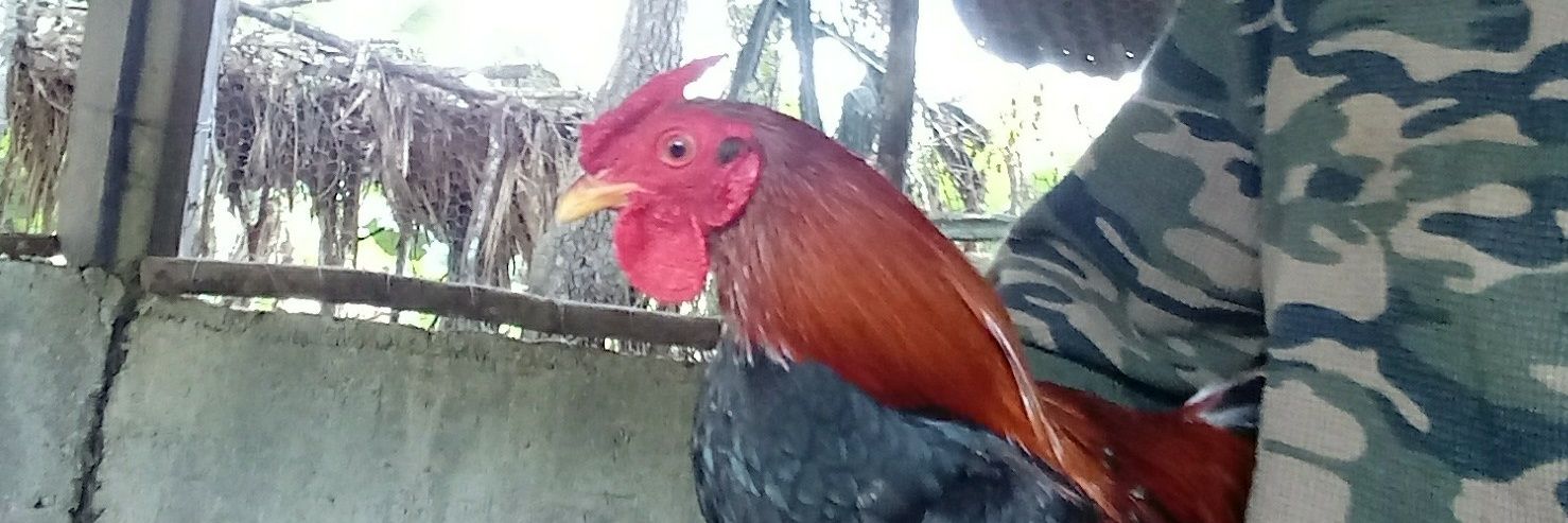 gallospelea's profile banner image