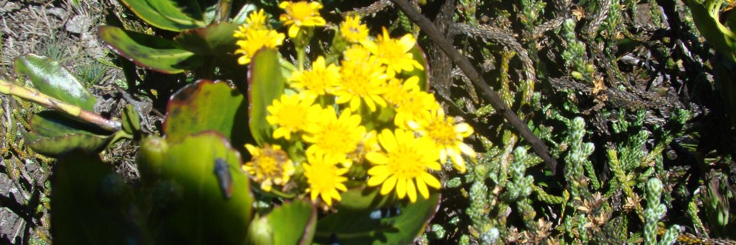 AguilarLibia's profile banner image