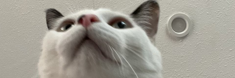 bigmeechJW's profile banner image