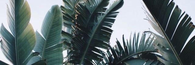 danilotaciro's profile banner image
