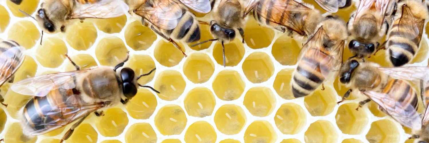 mmmmicha • BW banner