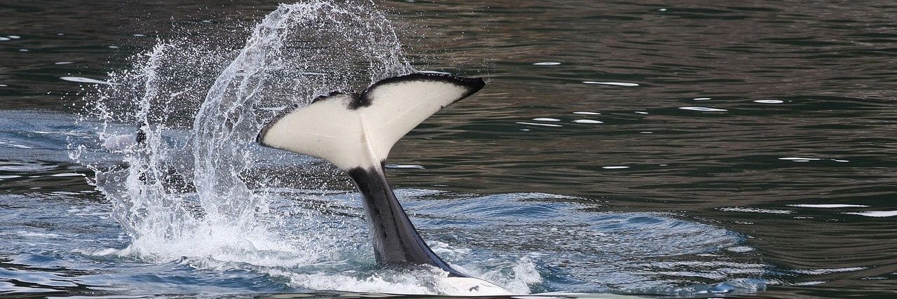 Orca banner