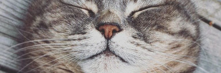 ShitJuliet's profile banner image