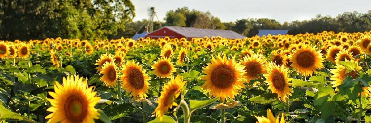 dave_taft's profile banner image