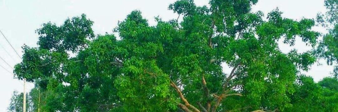 NTupo's profile banner image