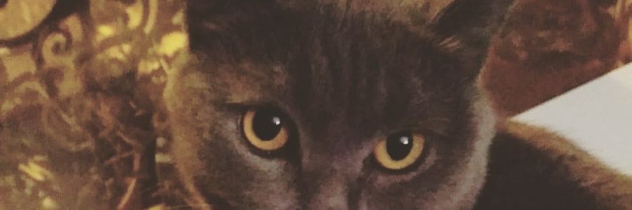 antin banner