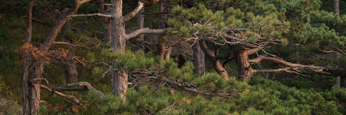 lightmospheric's profile banner image