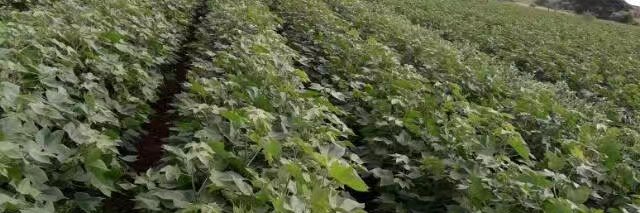 COTTON TRADER 1 banner