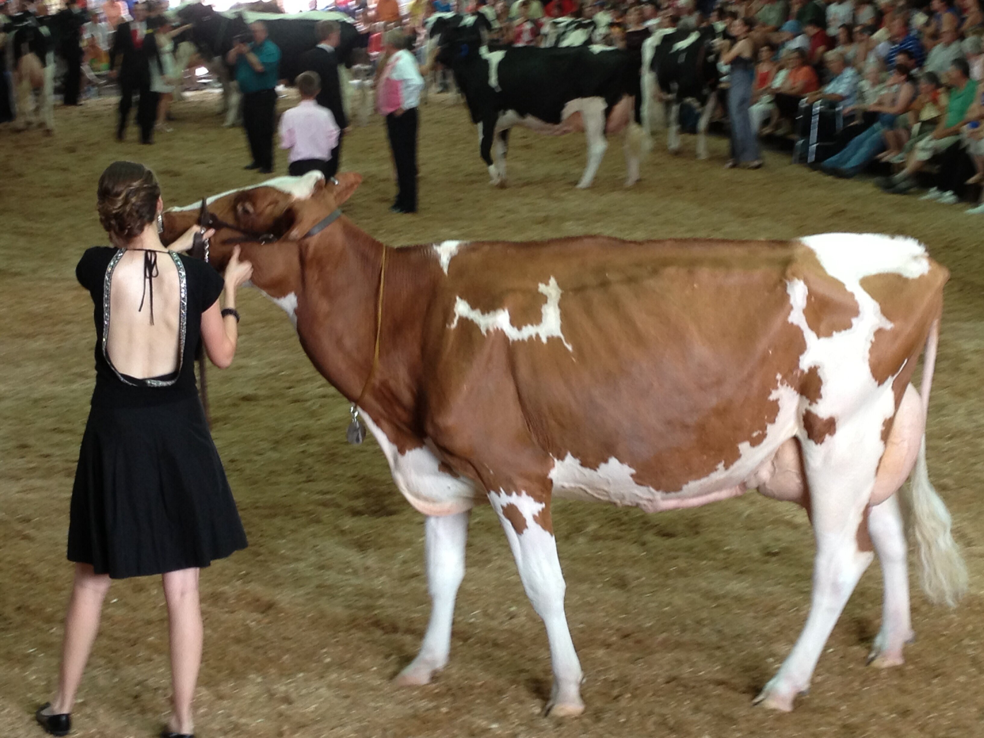 Laura Rammer banner