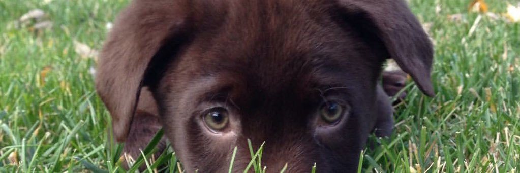sfenush's profile banner image