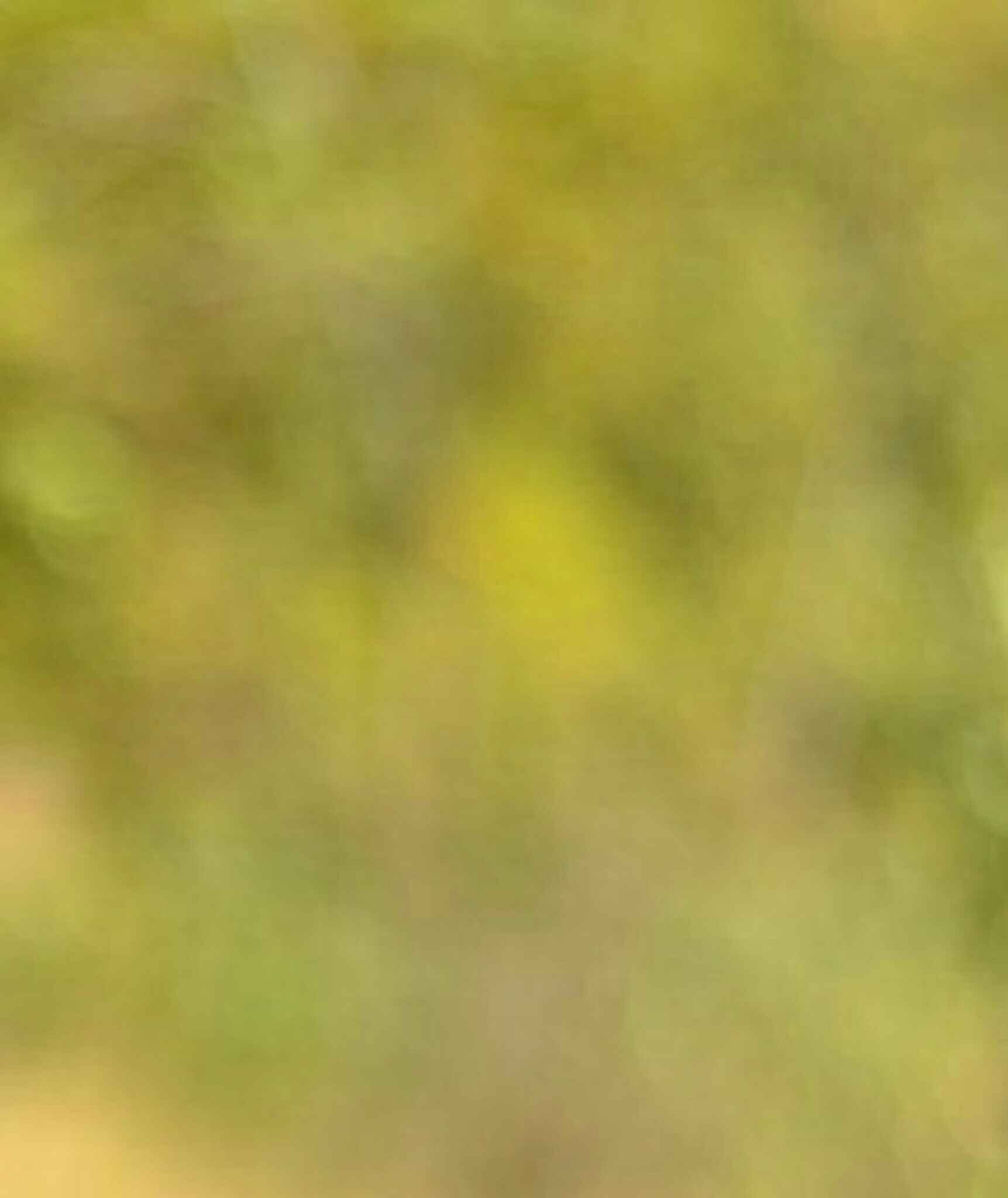 Dima ❤️ Memecoin banner