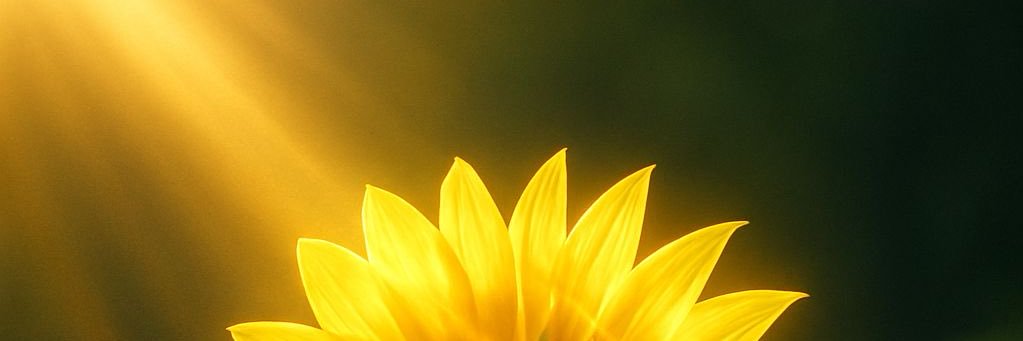 heyitstomii's profile banner image