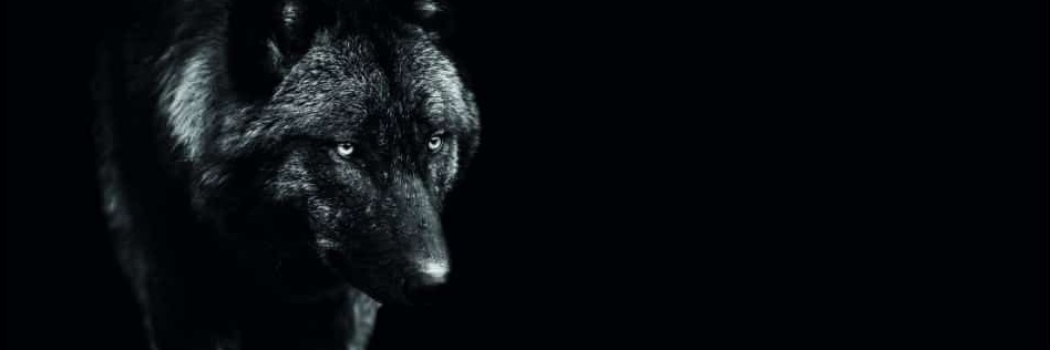 MlleKate's profile banner image