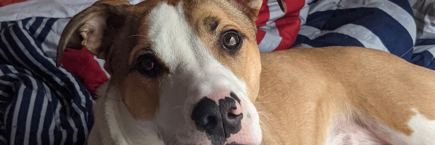 Nipszzzz's profile banner image