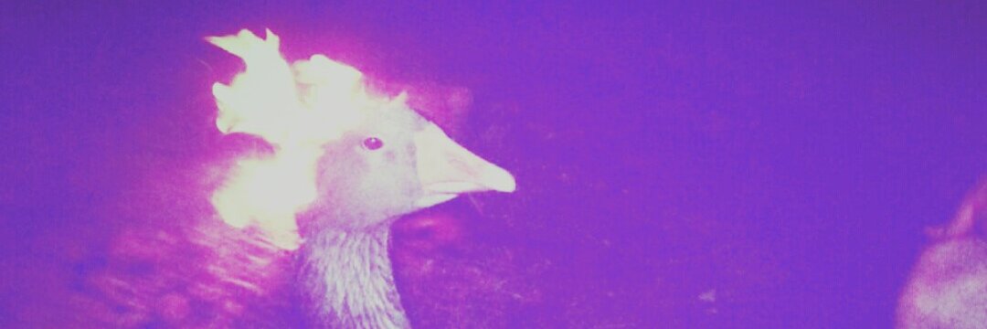 luluciferrr's profile banner image