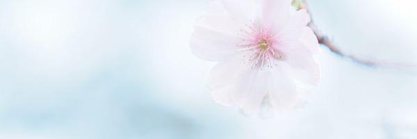 HamidahMohammed's profile banner image