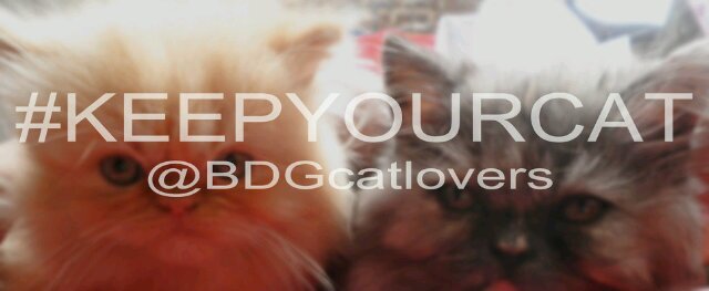 BDGcatlovers's profile banner image