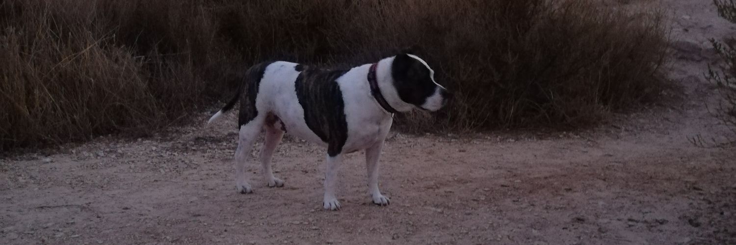 ivan cespedes banner