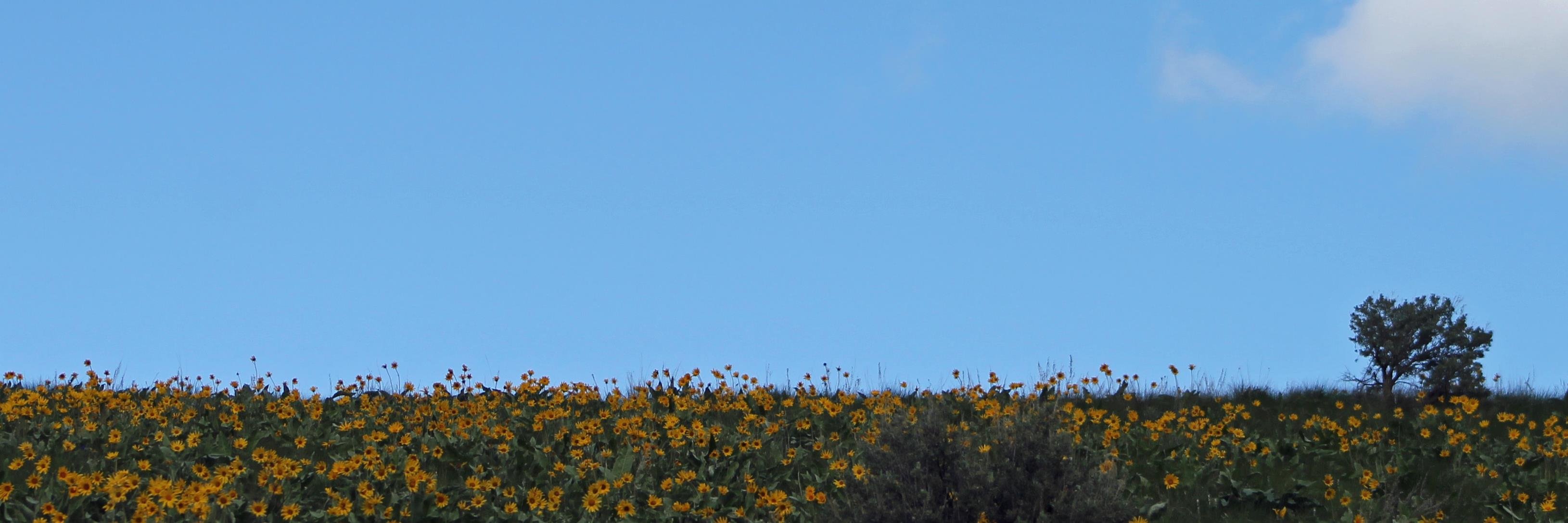 MaryPutnam2's profile banner image