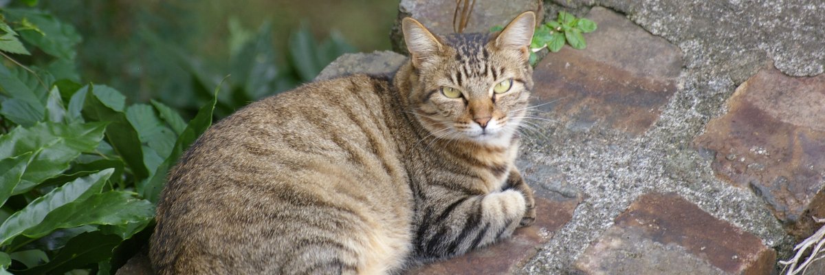 渡瀬草一郎 banner