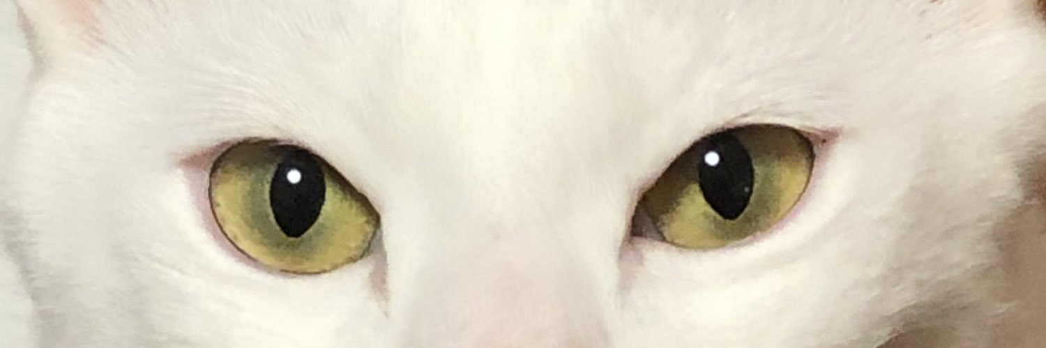 CatsMai's profile banner image