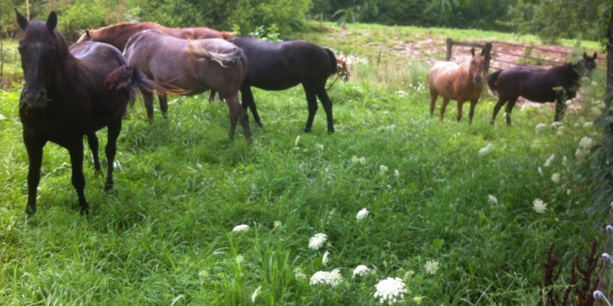 thelosthorse's profile banner image