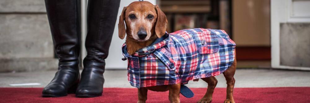 barkingbabies's profile banner image