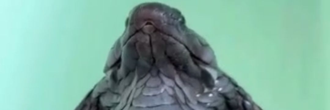 DoppaNjoemena's profile banner image