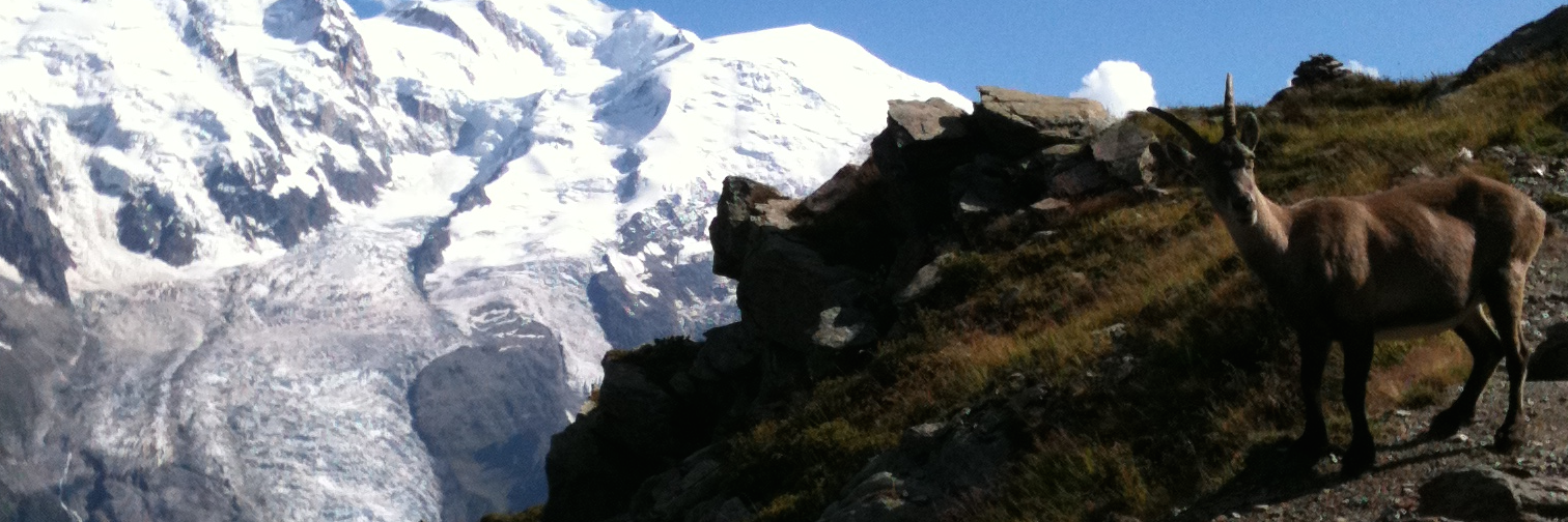 Injection for Xcode banner