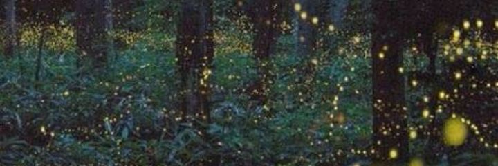 pdrodug's profile banner image