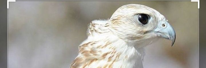 turkey1111111's profile banner image