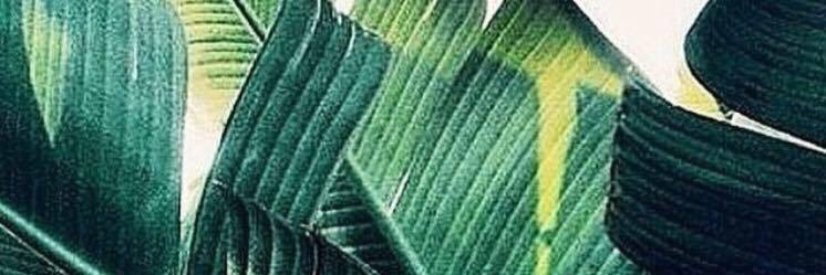 dsweeneyfox's profile banner image
