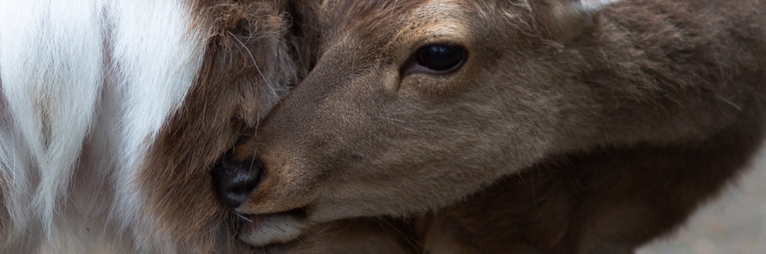 Insightfulidiot's profile banner image